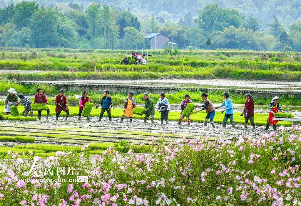 四川广安：春风赴谷雨 沃野绘耕图